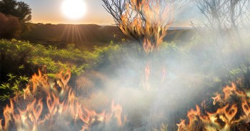 S&egrave;cheresse et incendies