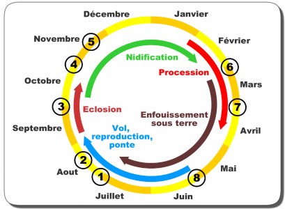 cycle biologique processionnaire du pin