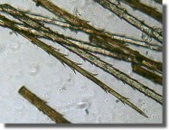 Poils urticants au microscope de la processionnaire du pin